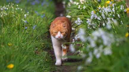 Как безопасно отпугнуть котов от грядок и клумб? Белорусским дачникам поможет этот ароматный фрукт