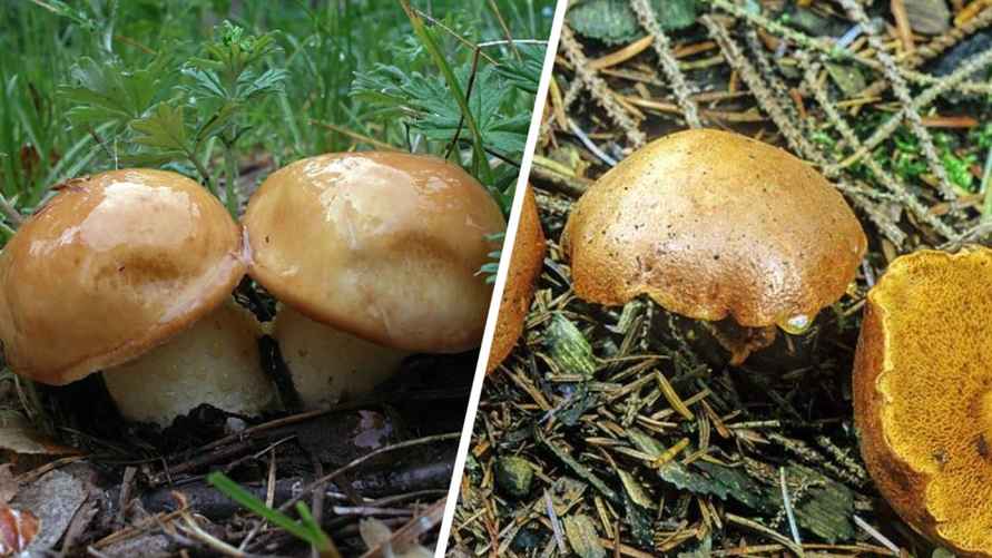 Слева — съедобные маслята, справа — ложные (перечный гриб)