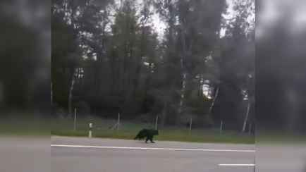 «Обалдеть!» — Под Лидой водитель встретил медведя. Что было дальше?