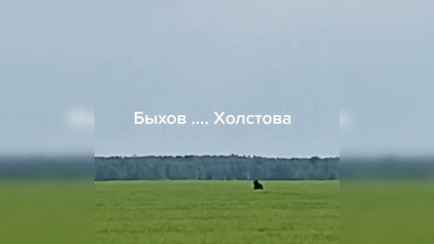 «Да не бойся! А-а-а-а!» — Под Быховом белорусы встретили скачущего по полю медведя