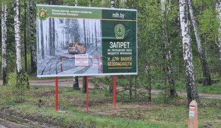 Без ограничений разрешили посещать леса только в одном районе Беларуси