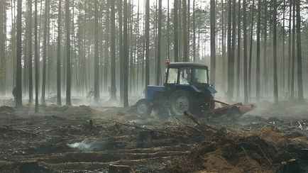 В Беларуси полностью запретили посещение лесов в четырех районах. А где ограничили?