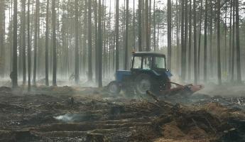 В Беларуси полностью запретили посещение лесов в четырех районах. А где ограничили?