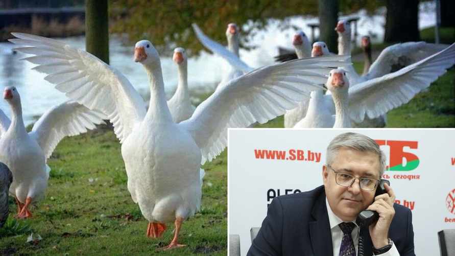 В Ветинспекции Беларуси оценили опасность "боевых гусей и комаров" из Украины