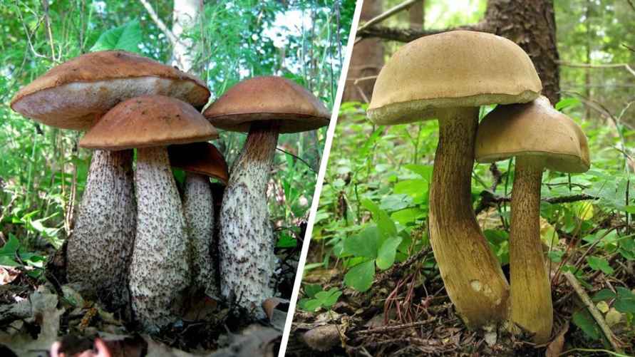Слева — съедобный подберезовик, справа — ложный
