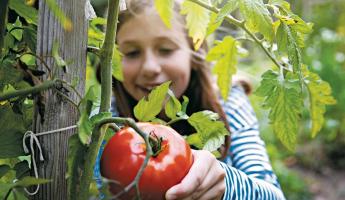 Британские садоводы назвали пять ошибок, из-за которых белорусские дачники могут остаться без помидоров