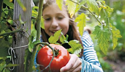 Британские садоводы назвали пять ошибок, из-за которых белорусские дачники могут остаться без помидоров