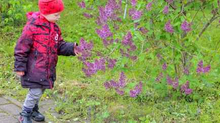 Дешевле купить розы. Сколько базовых штрафа грозит белорусам за сорванную сирень