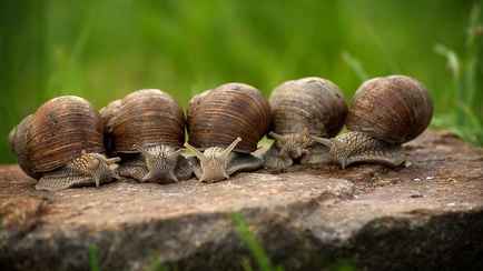 Как защитить огород от слизней и улиток? Поможет то, что обычно отправляют в мусор