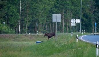 Инцидент на М6 показал, почему белорусам нельзя ехать 120 км/ч, даже если лось далеко