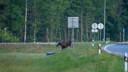 Инцидент на М6 показал, почему белорусам нельзя ехать 120 км/ч, даже если лось далеко