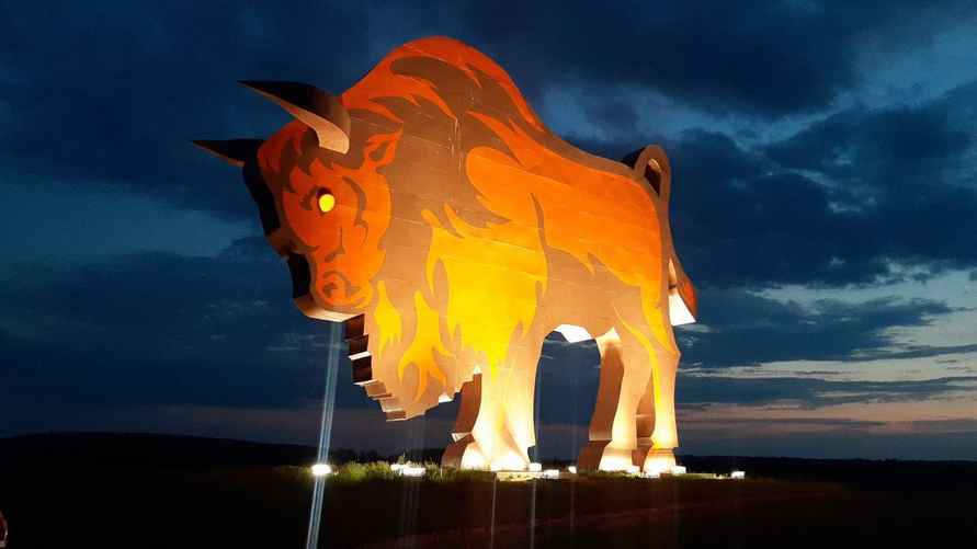 Глаза зубра моргают в темноте. Фото Брестского облисполкома