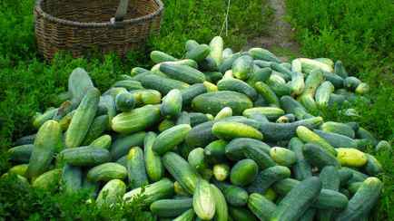 Будете собирать огурцы килограммами. Это удобрение белорусы должны подготовить уже сейчас