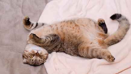 Почему кошка переворачивается на спину, когда видит вас? Не пытайтесь гладить ее по животику