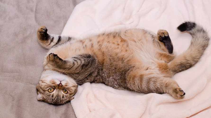 Почему кошка переворачивается на спину, когда видит вас? Не пытайтесь гладить ее по животику