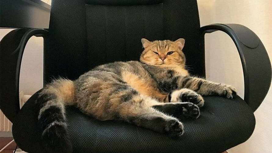 Почему кошка постоянно занимает ваше место? Есть простое объяснение