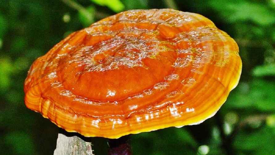 Трутовик лакированный