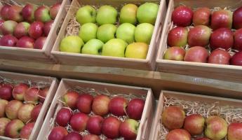 Поляки нашли необычную страну-замену Беларуси для экспорта своих яблок