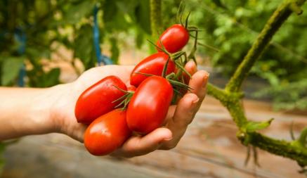 Как подвязать томаты, чтобы не убить урожай. Эту ошибку допускают многие