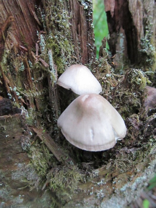 «В лесу полный ноль» — Засуха заставила белорусов заинтересоваться «грибами бессмертия»