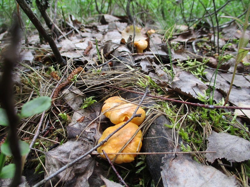 «В лесу полный ноль» — Засуха заставила белорусов заинтересоваться «грибами бессмертия»
