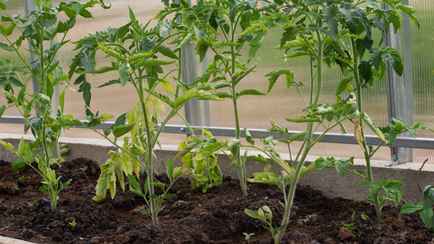 Как отпугнуть вредителей от помидоров? Посадите рядом эти цветы