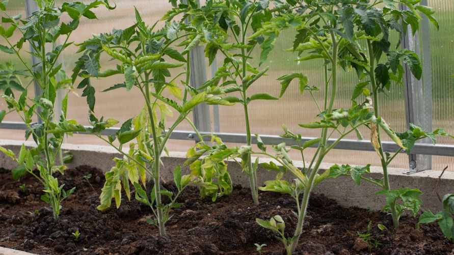 Как отпугнуть вредителей от помидоров? Посадите рядом эти цветы