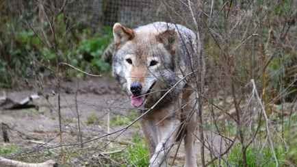 «Боимся, что вслед за ними придут волки» — Лоси и косули «терроризируют» деревню в Брестской области 
