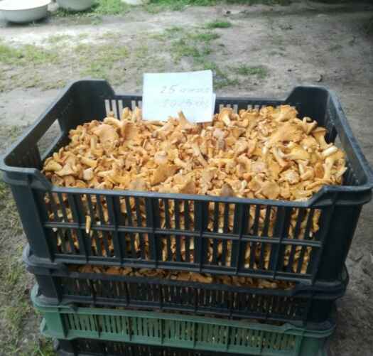 Фото Владимира Кашевича