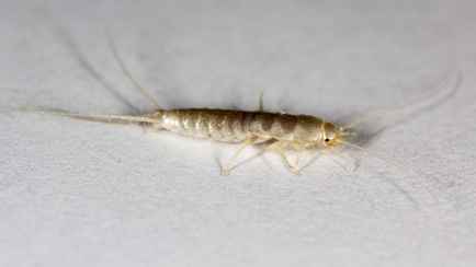 Эти существа могут поселится в ванной каждого белоруса. Посмотрите, как от них избавиться