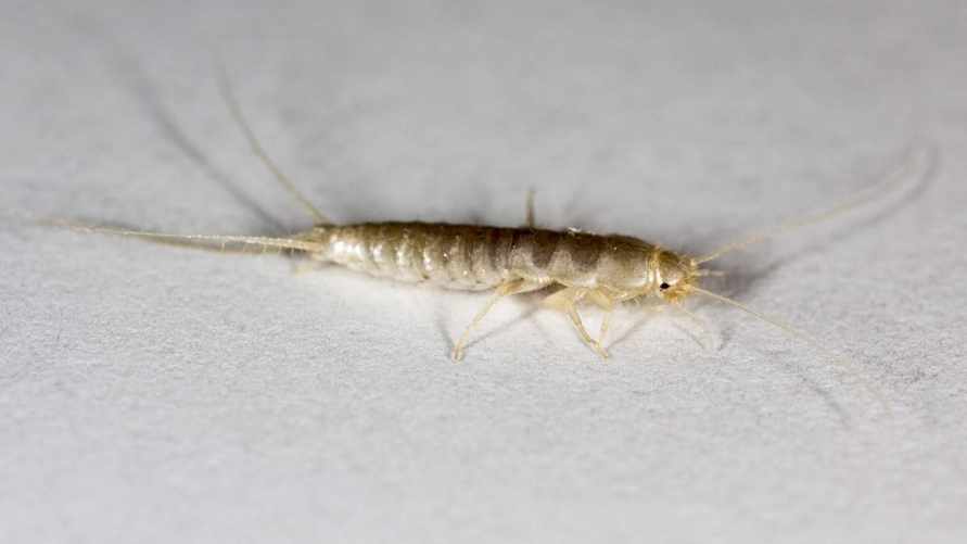 Эти существа могут поселится в ванной каждого белоруса. Посмотрите, как от них избавиться