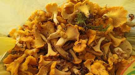 В Минске стали продавать лисички по 160 рублей за кило. Откуда взялись?