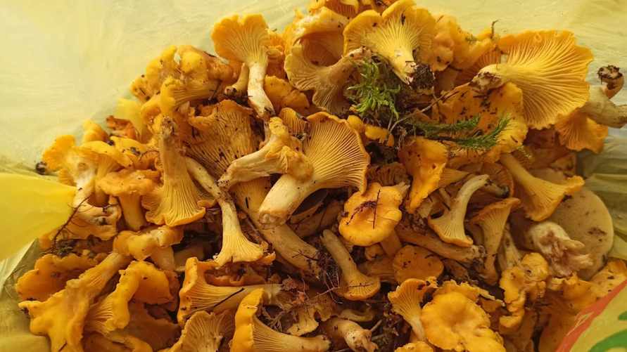 Фото Телеграф