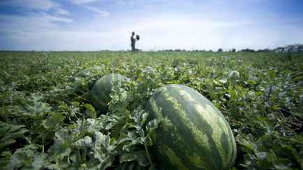 «Сочнее и слаще привозных» — В Минсельхозпроде рассказали, где в Беларуси начали высаживать арбузы