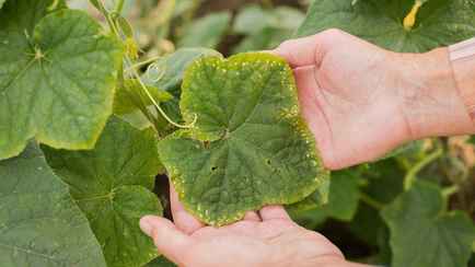 Что делать, если пожелтели листья огурцов? Поможет аптечное средство за 75 копеек