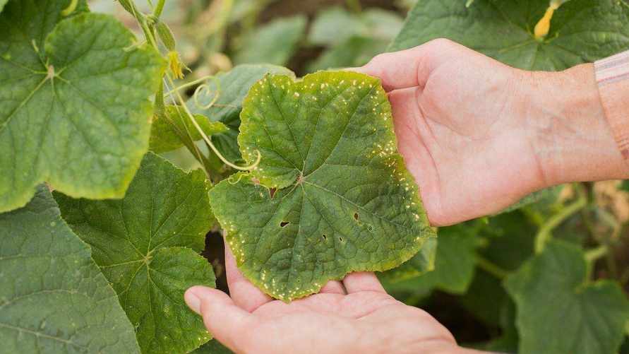 Что делать, если пожелтели листья огурцов? Поможет аптечное средство за 75 копеек