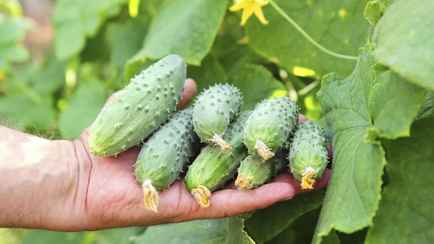 Как получить по 13 кг огурцов с каждого куста? Трижды полейте их этим домашний раствором