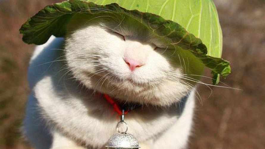 Как спасти кошку в жару? 6 безопасных методов охлаждения