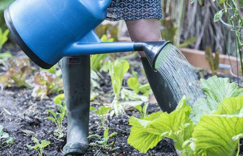 Как белорусам сэкономить на поливе огорода? Используйте этот старый метод