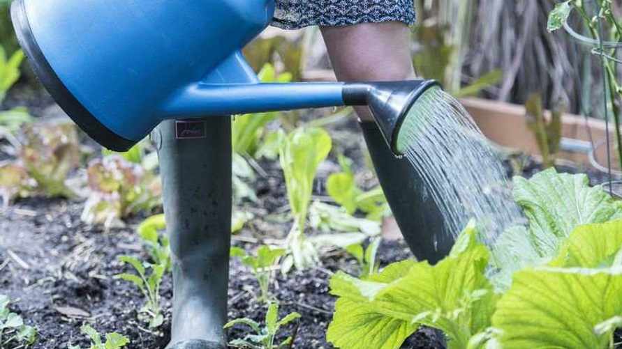 Как белорусам сэкономить на поливе огорода? Используйте этот старый метод