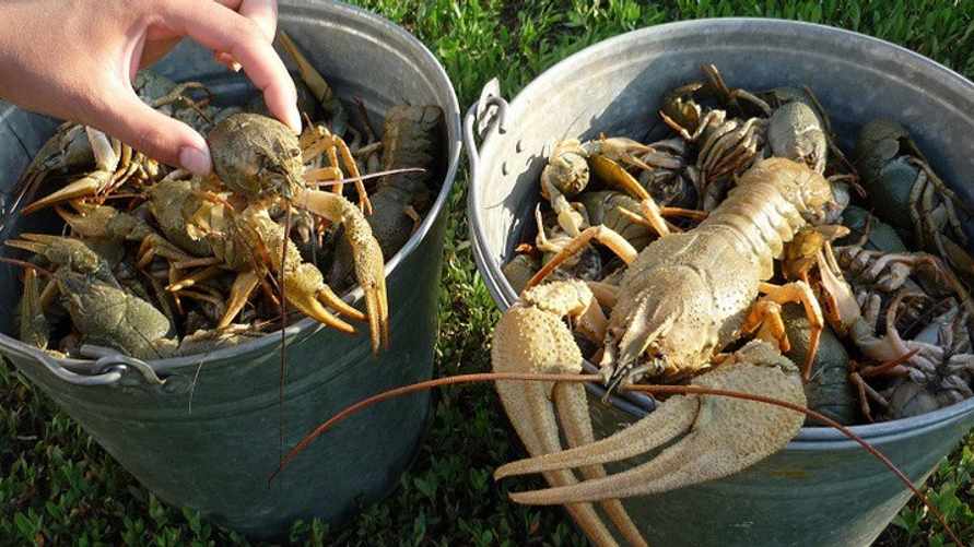 Штраф до 55 рублей за штуку. Узнали, каких раков можно ловить в водоемах Беларуси. А ловушками можно?