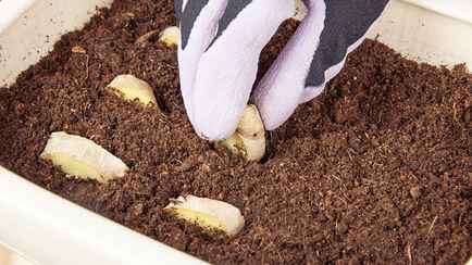 Этот корнеплод нужно посадить в доме каждому белорусу. О его неоценимой пользе известно уже тысячи лет