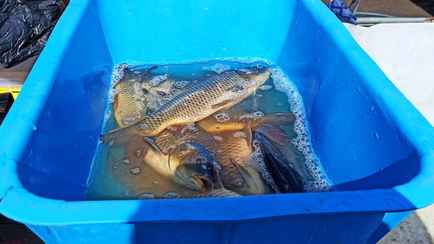 В Беларуси изменили перечень угодий, пригодных для рыболовного хозяйства. Что поменялось?