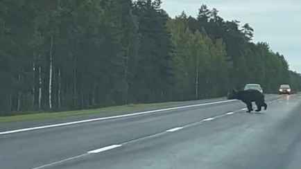 «Красавчик!» — Белорусы оценили поведение медведя на дороге под Витебском