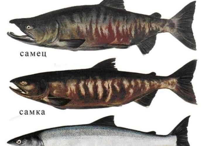 Посмотрите, какой становится кета в период нереста в пресноводный период