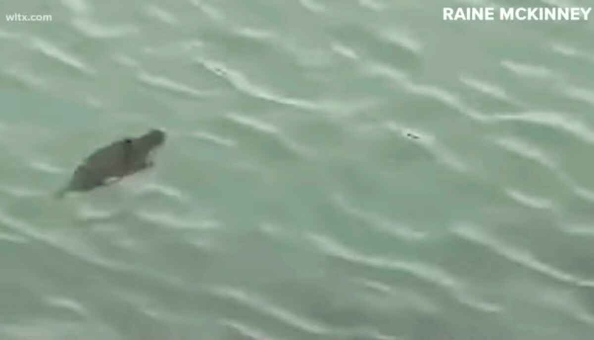 "Без понятия - что это" - Странное существо в воде напугало людей, когда учёные сказали, что не знают, кто это