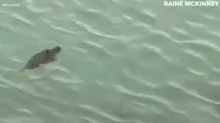 «Без понятия — что это» — Странное существо в воде напугало людей, когда учёные сказали, что не знают, кто это