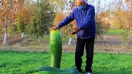 Вредно ли есть огурцы-переростки? Вот что с ними могут сделать белорусы