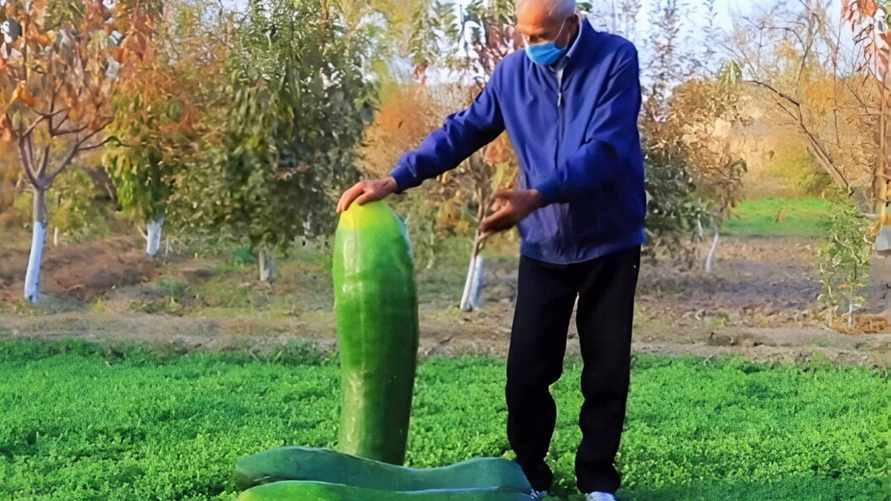 Вредно ли есть огурцы-переростки? Вот что с ними могут сделать белорусы