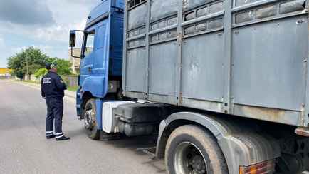 ГАИ Беларуси объявила о проверках грузовых автомобилей. Что их интересует?
